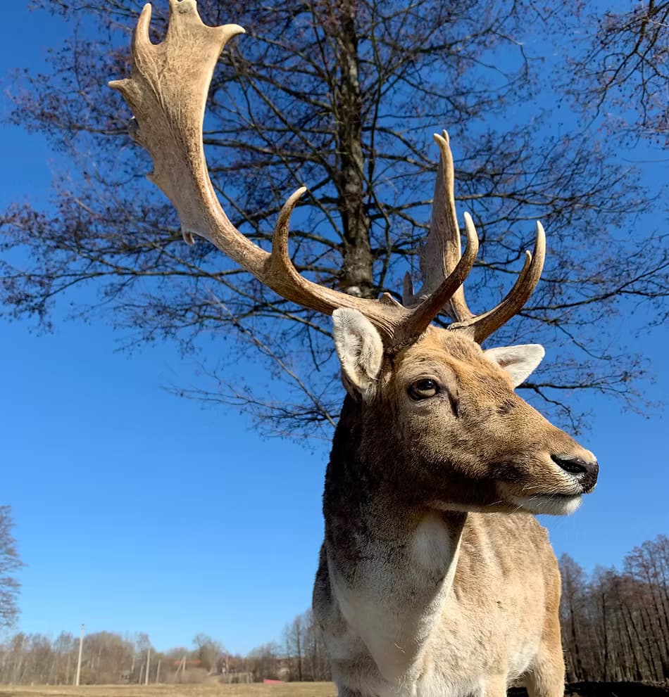 Kontaktinis paveikslas